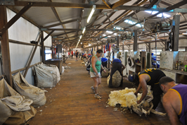 Cooinbil Shearing 038654  © Claire Parks Photography